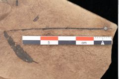 Foto (Detailsansicht) von Quercus palaeoilex Ettingshausen (NHMW-GEO-2024-0188-0835)